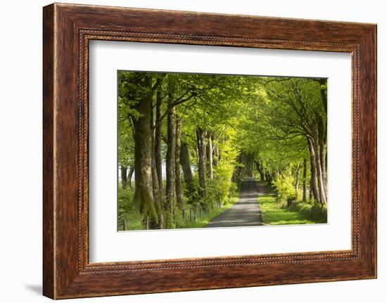 Tree lined avenue in spring time, Dartmoor National Park, Devon, England. Spring (May) 2016.-Adam Burton-Framed Photographic Print