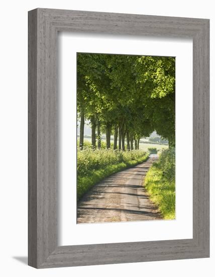 Tree Lined Country Lane, Dorset, England. Summer (July)-Adam Burton-Framed Photographic Print