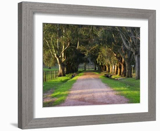 Tree Lined Country Road at Sunset, Montevideo, Uruguay-Per Karlsson-Framed Photographic Print