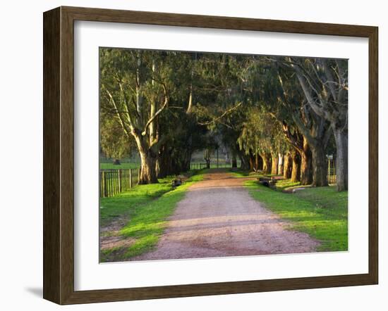 Tree Lined Country Road at Sunset, Montevideo, Uruguay-Per Karlsson-Framed Photographic Print