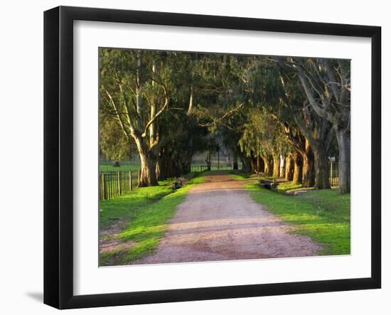 Tree Lined Country Road at Sunset, Montevideo, Uruguay-Per Karlsson-Framed Photographic Print