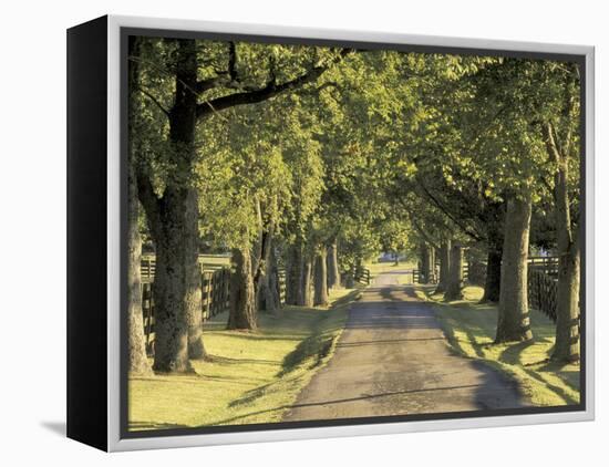 Tree-Lined Driveway, Bluegrass Region, Lexington, Kentucky, USA-Adam Jones-Framed Premier Image Canvas