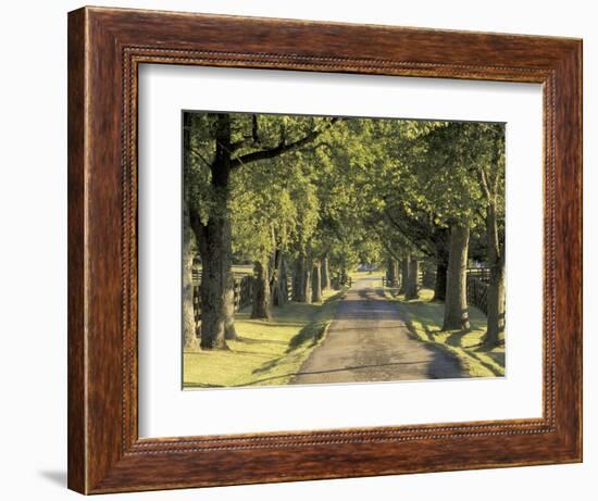 Tree-Lined Driveway, Bluegrass Region, Lexington, Kentucky, USA-Adam Jones-Framed Photographic Print