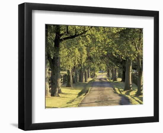 Tree-Lined Driveway, Bluegrass Region, Lexington, Kentucky, USA-Adam Jones-Framed Photographic Print