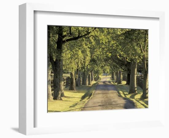 Tree-Lined Driveway, Bluegrass Region, Lexington, Kentucky, USA-Adam Jones-Framed Photographic Print