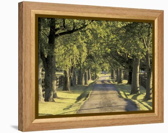 Tree-Lined Driveway, Bluegrass Region, Lexington, Kentucky, USA-Adam Jones-Framed Premier Image Canvas