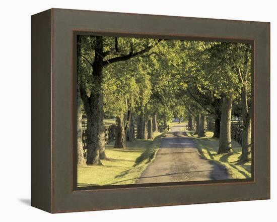 Tree-Lined Driveway, Bluegrass Region, Lexington, Kentucky, USA-Adam Jones-Framed Premier Image Canvas