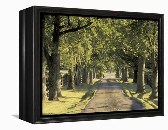 Tree-Lined Driveway, Bluegrass Region, Lexington, Kentucky, USA-Adam Jones-Framed Premier Image Canvas