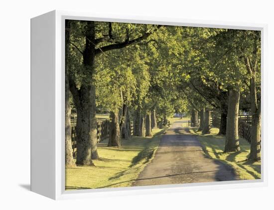 Tree-Lined Driveway, Bluegrass Region, Lexington, Kentucky, USA-Adam Jones-Framed Premier Image Canvas