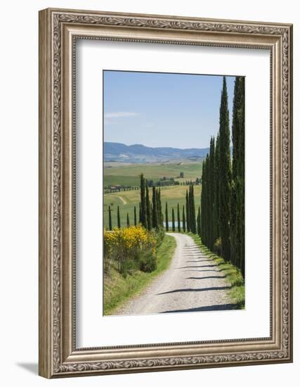 Tree Lined Driveway, Val D'Orcia, Tuscany, Italy, Europe-James Emmerson-Framed Photographic Print