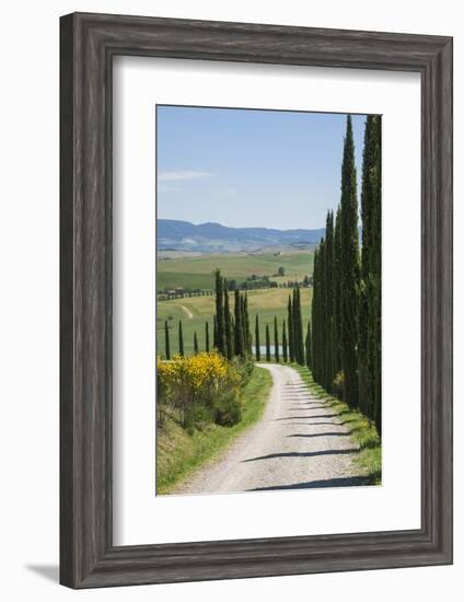 Tree Lined Driveway, Val D'Orcia, Tuscany, Italy, Europe-James Emmerson-Framed Photographic Print