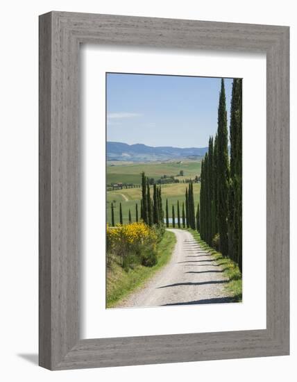 Tree Lined Driveway, Val D'Orcia, Tuscany, Italy, Europe-James Emmerson-Framed Photographic Print