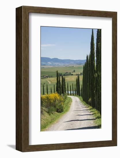 Tree Lined Driveway, Val D'Orcia, Tuscany, Italy, Europe-James Emmerson-Framed Photographic Print