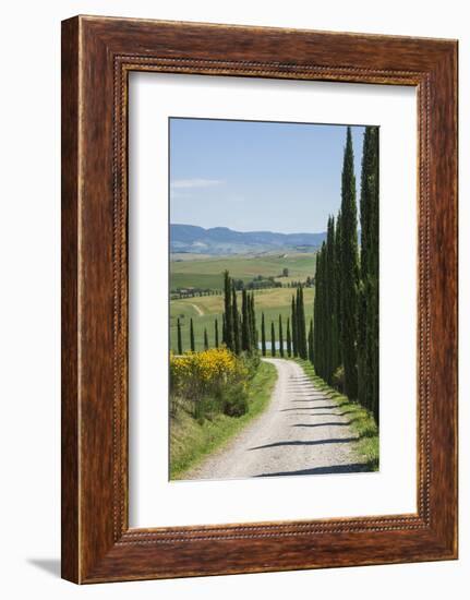 Tree Lined Driveway, Val D'Orcia, Tuscany, Italy, Europe-James Emmerson-Framed Photographic Print