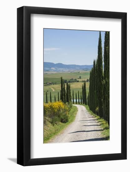 Tree Lined Driveway, Val D'Orcia, Tuscany, Italy, Europe-James Emmerson-Framed Photographic Print