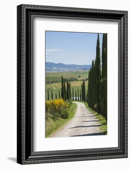 Tree Lined Driveway, Val D'Orcia, Tuscany, Italy, Europe-James Emmerson-Framed Photographic Print