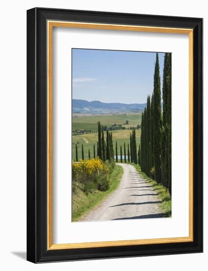 Tree Lined Driveway, Val D'Orcia, Tuscany, Italy, Europe-James Emmerson-Framed Photographic Print