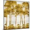 Tree Lined In Gold II-Kate Bennett-Mounted Art Print