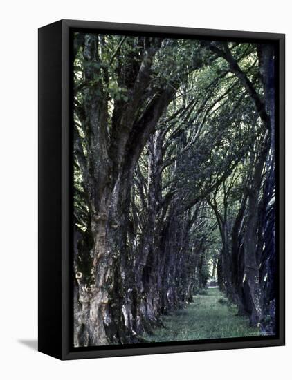 Tree Lined Path Once Led to Estate of Lady Augusta Gregory, Patron of Irish Writers-Gjon Mili-Framed Premier Image Canvas