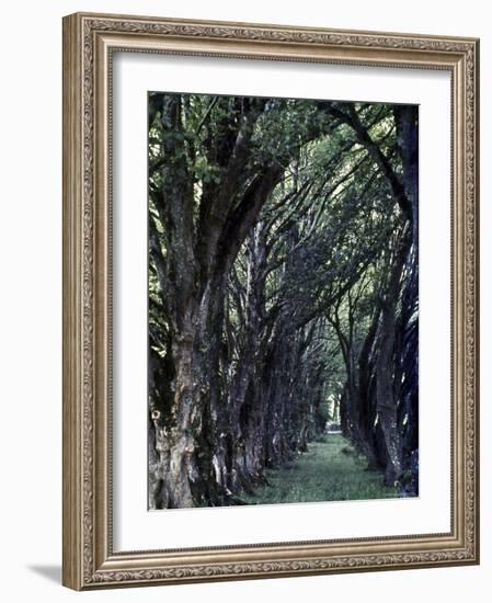 Tree Lined Path Once Led to Estate of Lady Augusta Gregory, Patron of Irish Writers-Gjon Mili-Framed Photographic Print