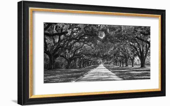 Tree lined plantation entrance, South Carolina-null-Framed Giclee Print