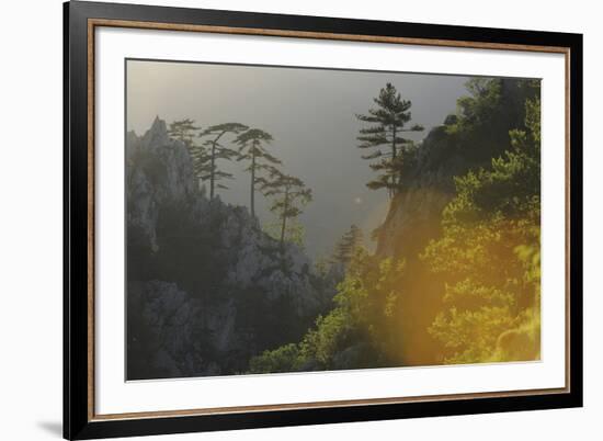 Tree-lined Ridge-Staffan Widstrand-Framed Giclee Print