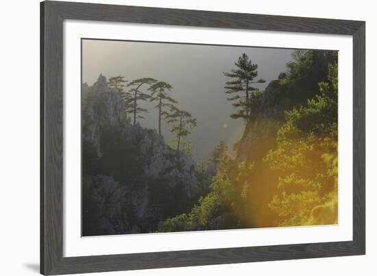 Tree-lined Ridge-Staffan Widstrand-Framed Giclee Print