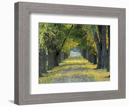Tree-Lined Road in Autumn, Louisville, Kentucky, USA-Adam Jones-Framed Photographic Print