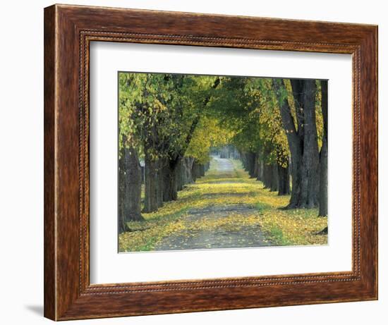 Tree-Lined Road in Autumn, Louisville, Kentucky, USA-Adam Jones-Framed Photographic Print