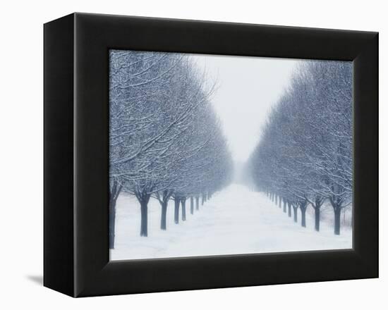 Tree-lined Road in Winter-Robert Llewellyn-Framed Premier Image Canvas