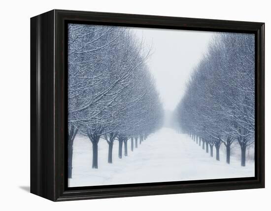 Tree-lined Road in Winter-Robert Llewellyn-Framed Premier Image Canvas