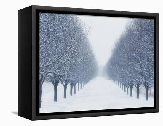 Tree-lined Road in Winter-Robert Llewellyn-Framed Premier Image Canvas