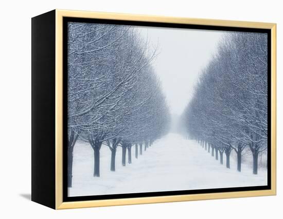 Tree-lined Road in Winter-Robert Llewellyn-Framed Premier Image Canvas