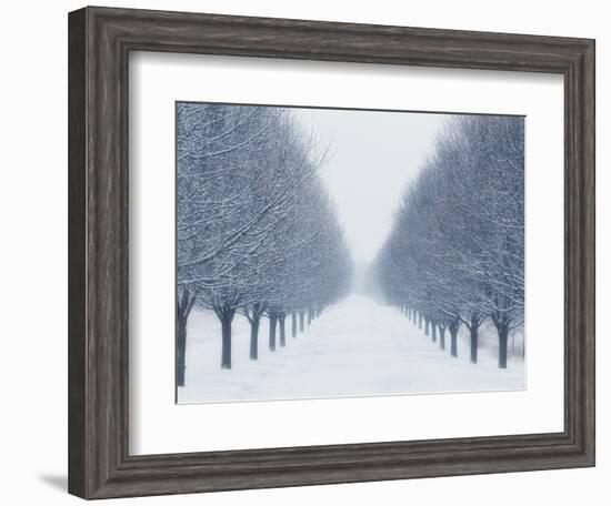 Tree-lined Road in Winter-Robert Llewellyn-Framed Photographic Print