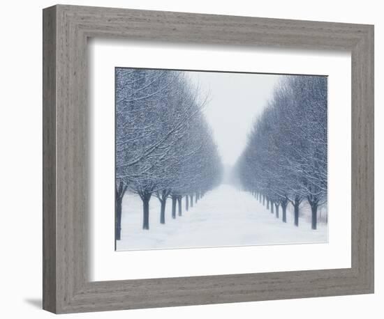 Tree-lined Road in Winter-Robert Llewellyn-Framed Photographic Print