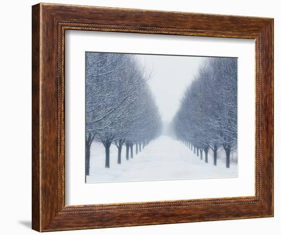 Tree-lined Road in Winter-Robert Llewellyn-Framed Photographic Print