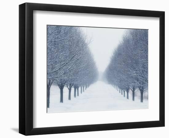 Tree-lined Road in Winter-Robert Llewellyn-Framed Photographic Print