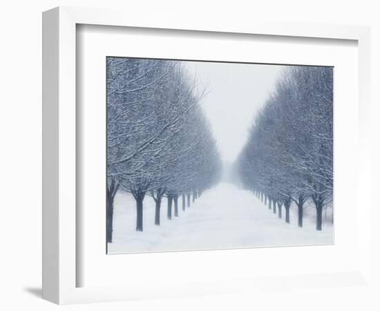 Tree-lined Road in Winter-Robert Llewellyn-Framed Photographic Print