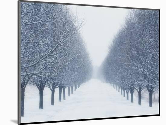 Tree-lined Road in Winter-Robert Llewellyn-Mounted Photographic Print