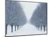 Tree-lined Road in Winter-Robert Llewellyn-Mounted Photographic Print