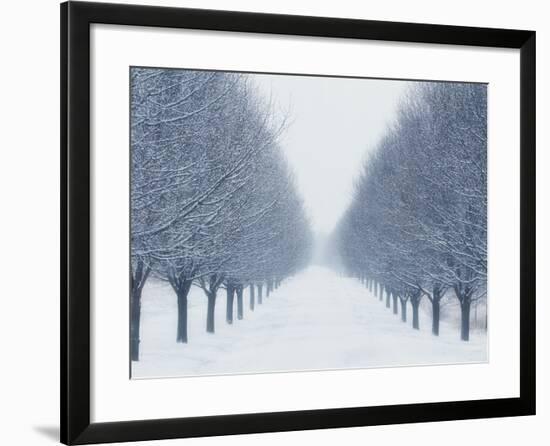 Tree-lined Road in Winter-Robert Llewellyn-Framed Photographic Print