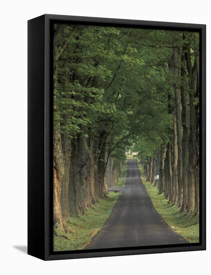 Tree-Lined Road, Louisville, Kentucky, USA-Adam Jones-Framed Premier Image Canvas