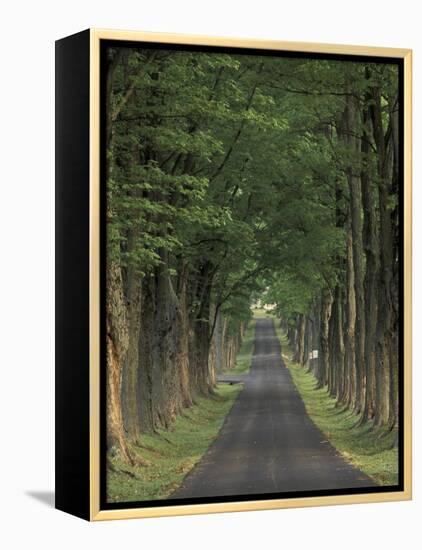 Tree-Lined Road, Louisville, Kentucky, USA-Adam Jones-Framed Premier Image Canvas