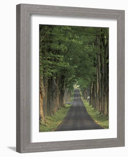 Tree-Lined Road, Louisville, Kentucky, USA-Adam Jones-Framed Photographic Print