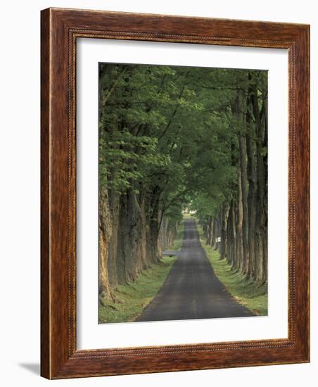 Tree-Lined Road, Louisville, Kentucky, USA-Adam Jones-Framed Photographic Print