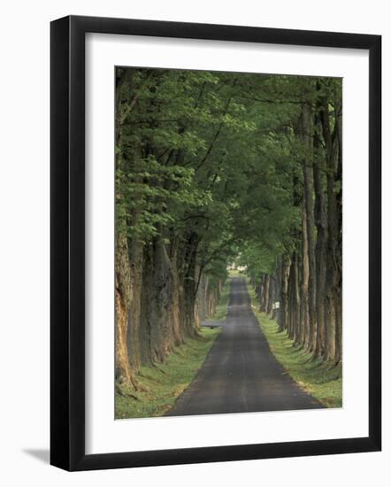 Tree-Lined Road, Louisville, Kentucky, USA-Adam Jones-Framed Photographic Print