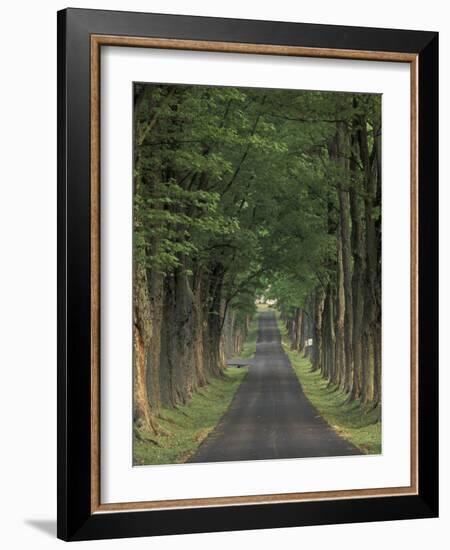 Tree-Lined Road, Louisville, Kentucky, USA-Adam Jones-Framed Photographic Print