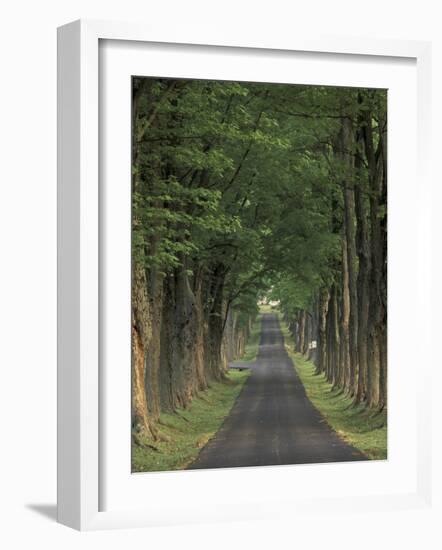 Tree-Lined Road, Louisville, Kentucky, USA-Adam Jones-Framed Photographic Print