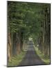 Tree-Lined Road, Louisville, Kentucky, USA-Adam Jones-Mounted Photographic Print