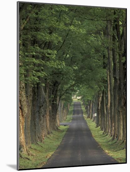 Tree-Lined Road, Louisville, Kentucky, USA-Adam Jones-Mounted Photographic Print